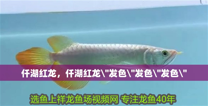 仟湖紅龍，仟湖紅龍\