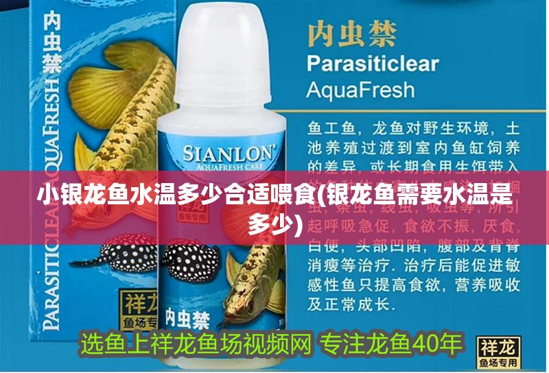 小銀龍魚水溫多少合適喂食(銀龍魚需要水溫是多少)
