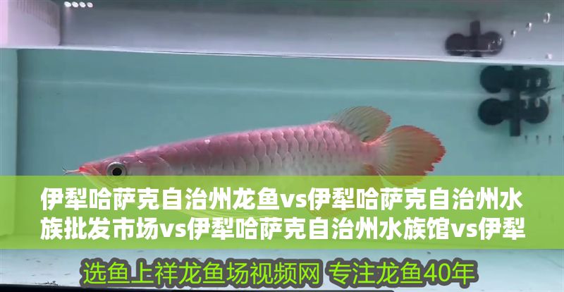 伊犁哈薩克自治州龍魚vs伊犁哈薩克自治州水族批發市場vs伊犁哈薩克自治州水族館vs伊犁哈薩克自治州魚缸批發市場vs祥龍魚場：伊犁哈薩克自治州水族市場分布