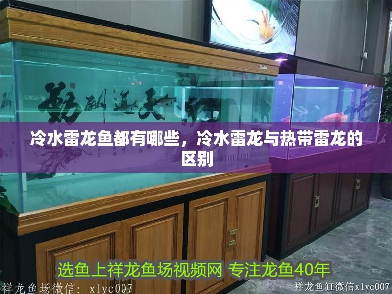 冷水雷龍魚都有哪些，冷水雷龍與熱帶雷龍的區別