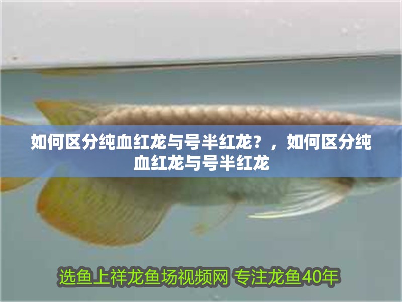 如何區(qū)分純血紅龍與號半紅龍？，如何區(qū)分純血紅龍與號半紅龍