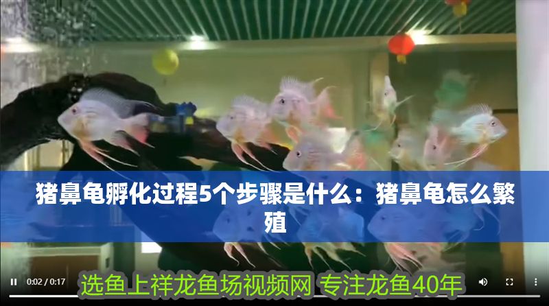 豬鼻龜孵化過程5個步驟是什么：豬鼻龜怎么繁殖