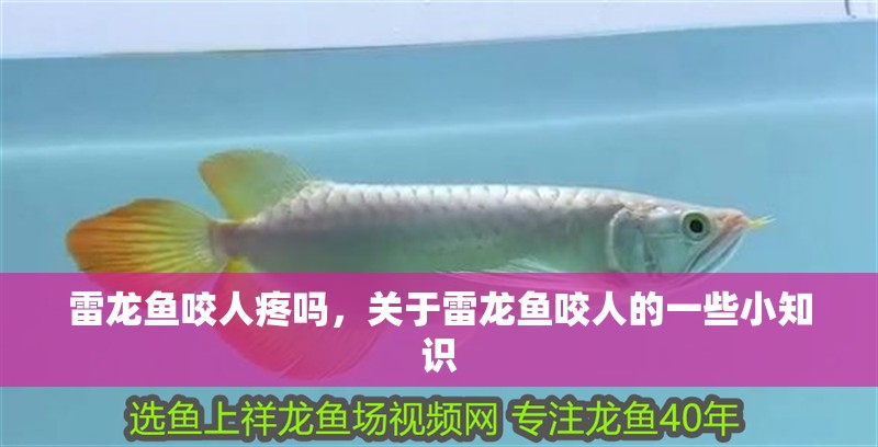 雷龍魚咬人疼嗎，關于雷龍魚咬人的一些小知識