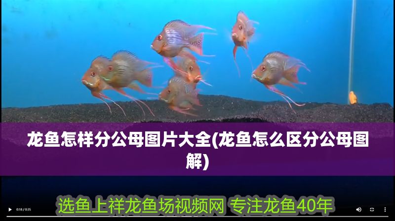 龍魚怎樣分公母圖片大全(龍魚怎么區分公母圖解)