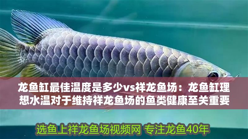 龍魚缸最佳溫度是多少vs祥龍魚場：龍魚缸理想水溫對于維持祥龍魚場的魚類健康至關重要