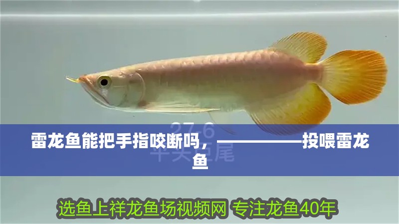 雷龍魚能把手指咬斷嗎，—————投喂雷龍魚
