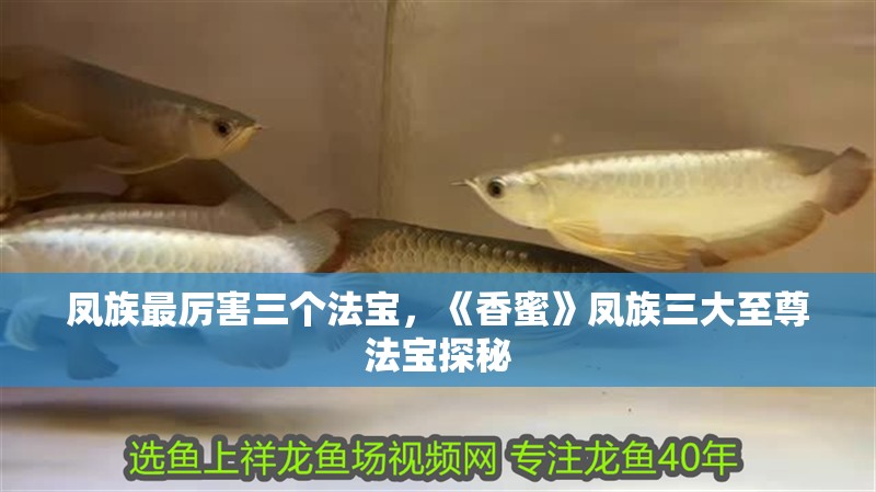 鳳族最厲害三個(gè)法寶，《香蜜》鳳族三大至尊法寶探秘