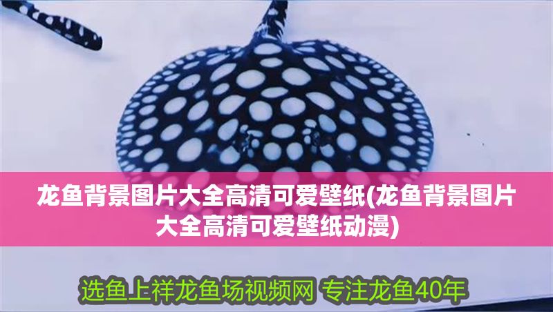 龍魚背景圖片大全高清可愛壁紙(龍魚背景圖片大全高清可愛壁紙動漫)