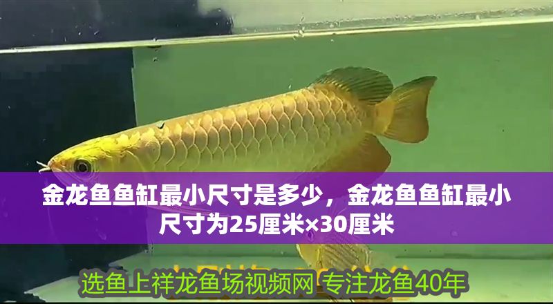 金龍魚魚缸最小尺寸是多少，金龍魚魚缸最小尺寸為25厘米×30厘米