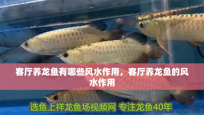 客廳養龍魚有哪些風水作用，客廳養龍魚的風水作用