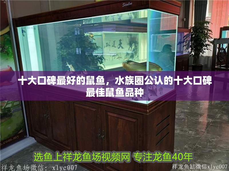 十大口碑最好的鼠魚，水族圈公認(rèn)的十大口碑最佳鼠魚品種