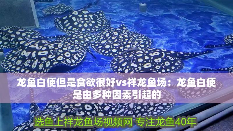 龍魚白便但是食欲很好vs祥龍魚場：龍魚白便是由多種因素引起的