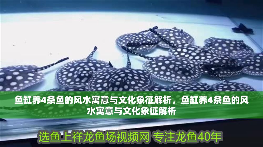 魚缸養4條魚的風水寓意與文化象征解析，魚缸養4條魚的風水寓意與文化象征解析