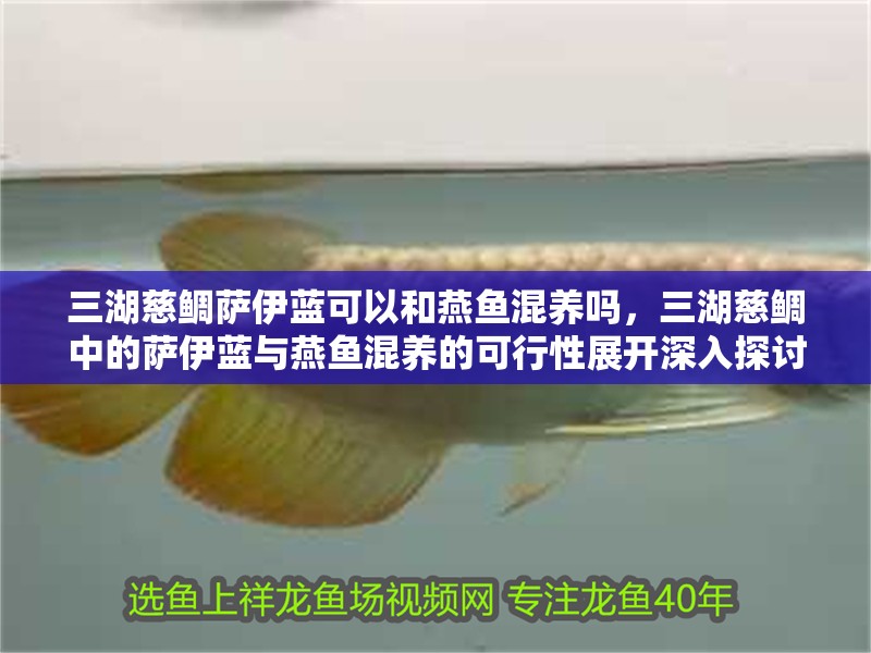 三湖慈鯛薩伊藍可以和燕魚混養嗎，三湖慈鯛中的薩伊藍與燕魚混養的可行性展開深入探討