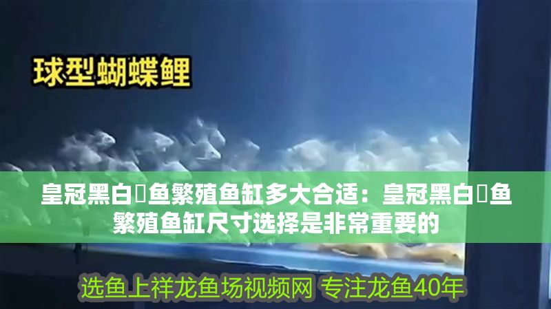 皇冠黑白魟魚繁殖魚缸多大合適：皇冠黑白魟魚繁殖魚缸尺寸選擇是非常重要的