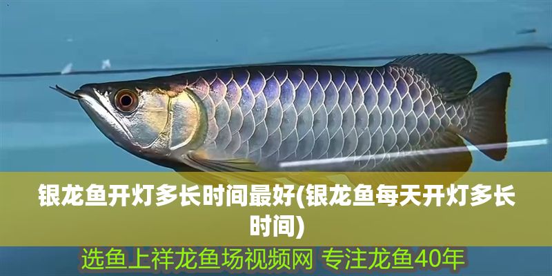 銀龍魚(yú)開(kāi)燈多長(zhǎng)時(shí)間最好(銀龍魚(yú)每天開(kāi)燈多長(zhǎng)時(shí)間)