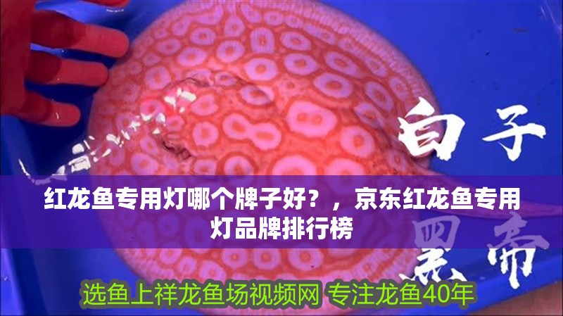 紅龍魚專用燈哪個牌子好？，京東紅龍魚專用燈品牌排行榜