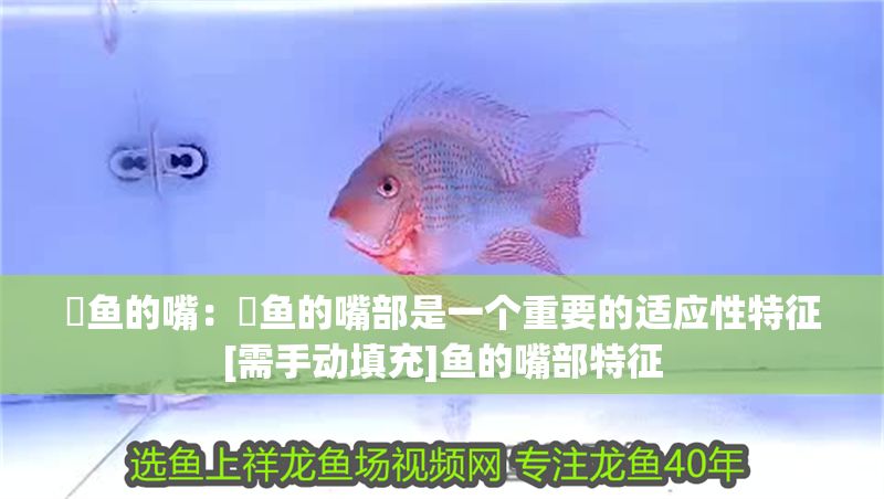魟魚的嘴：魟魚的嘴部是一個重要的適應性特征[需手動填充]魚的嘴部特征