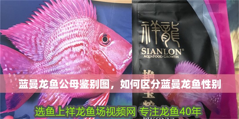 藍曼龍魚公母鑒別圖，如何區分藍曼龍魚性別