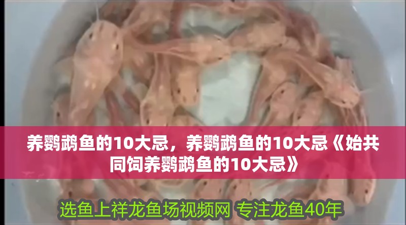 養鸚鵡魚的10大忌，養鸚鵡魚的10大忌《始共同飼養鸚鵡魚的10大忌》