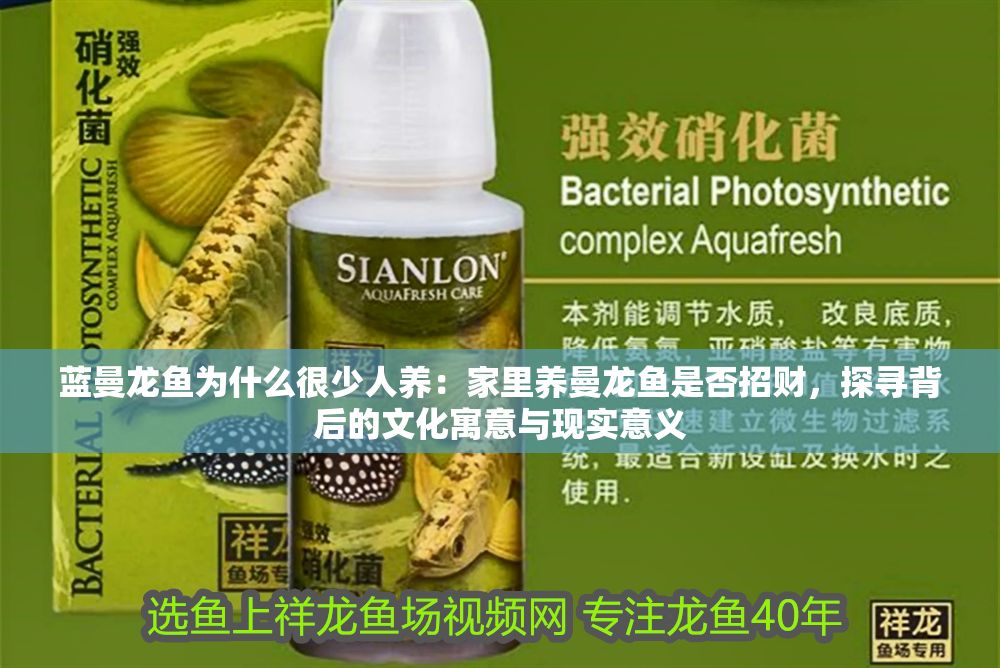 藍(lán)曼龍魚為什么很少人養(yǎng)：家里養(yǎng)曼龍魚是否招財(cái)，探尋背后的文化寓意與現(xiàn)實(shí)意義