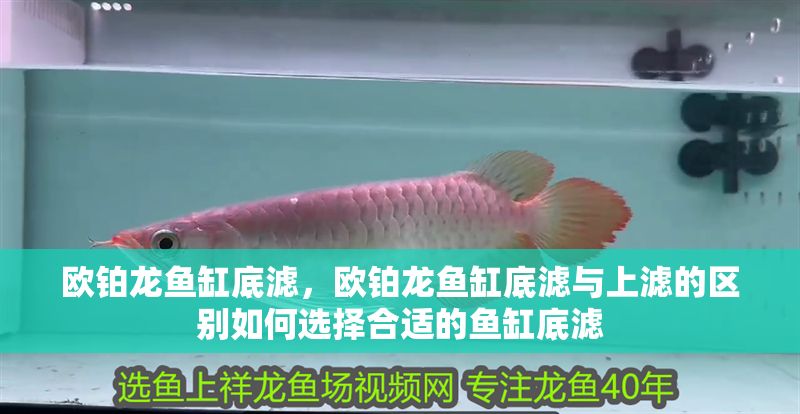 歐鉑龍魚缸底濾，歐鉑龍魚缸底濾與上濾的區別如何選擇合適的魚缸底濾