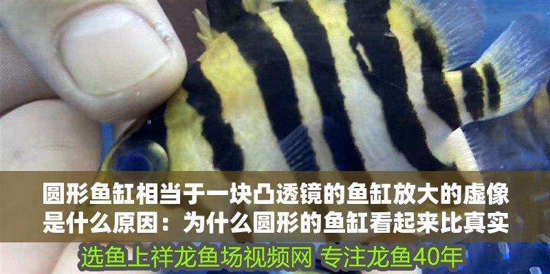 圓形魚缸相當于一塊凸透鏡的魚缸放大的虛像是什么原因：為什么圓形的魚缸看起來比真實的魚大？