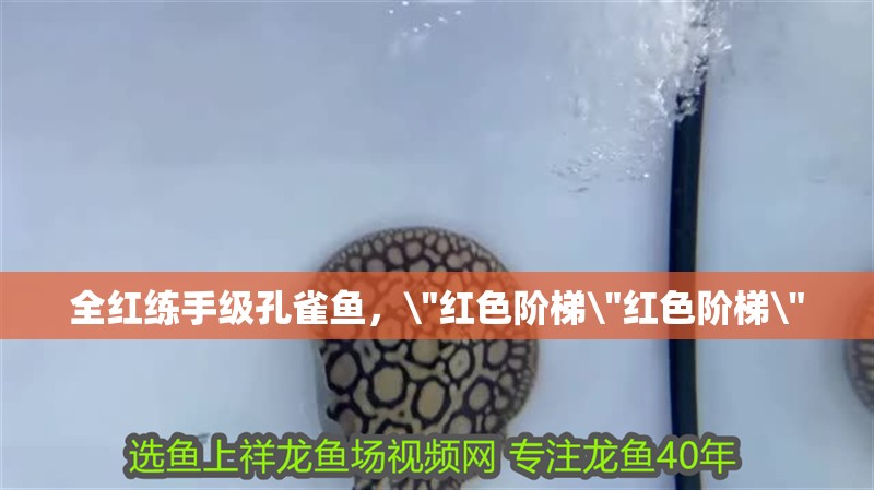 全紅練手級孔雀魚，\