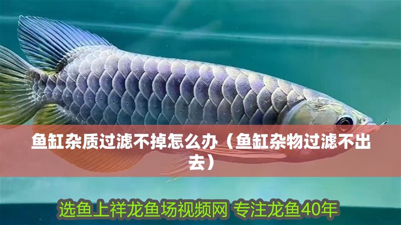 魚缸雜質(zhì)過(guò)濾不掉怎么辦（魚缸雜物過(guò)濾不出去）
