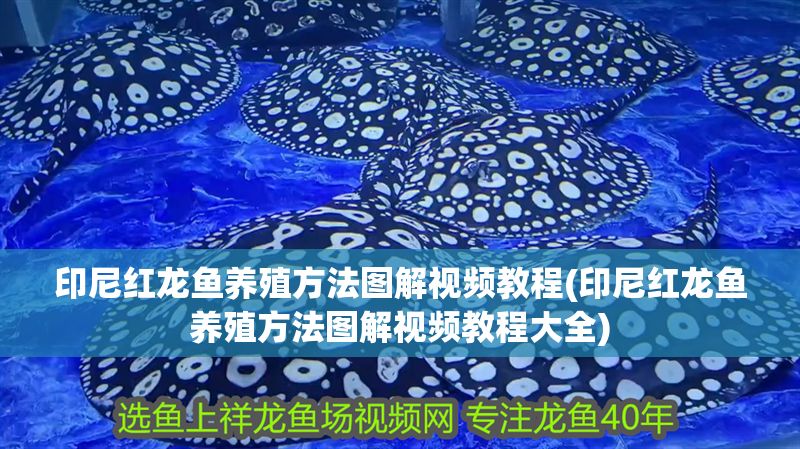 印尼紅龍魚養(yǎng)殖方法圖解視頻教程(印尼紅龍魚養(yǎng)殖方法圖解視頻教程大全)
