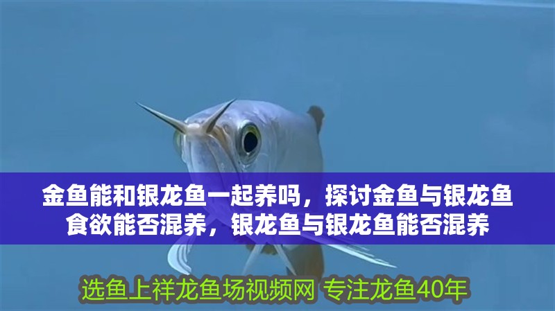 金魚能和銀龍魚一起養嗎，探討金魚與銀龍魚食欲能否混養，銀龍魚與銀龍魚能否混養