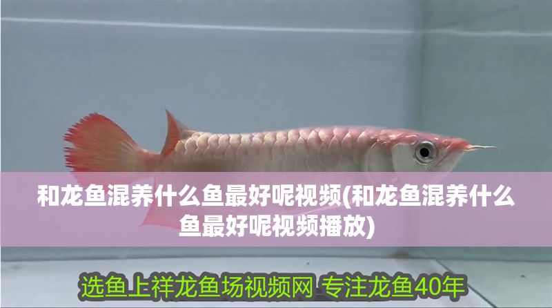 和龍魚混養(yǎng)什么魚最好呢視頻(和龍魚混養(yǎng)什么魚最好呢視頻播放)
