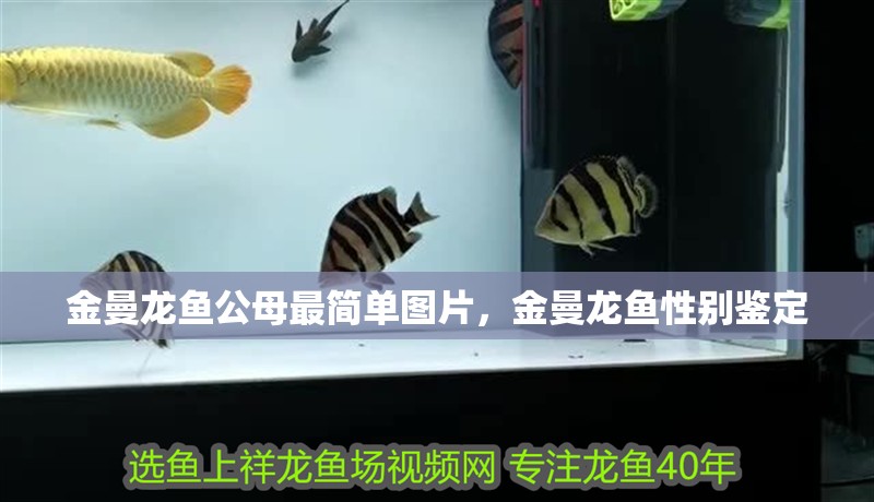 金曼龍魚公母最簡單圖片，金曼龍魚性別鑒定