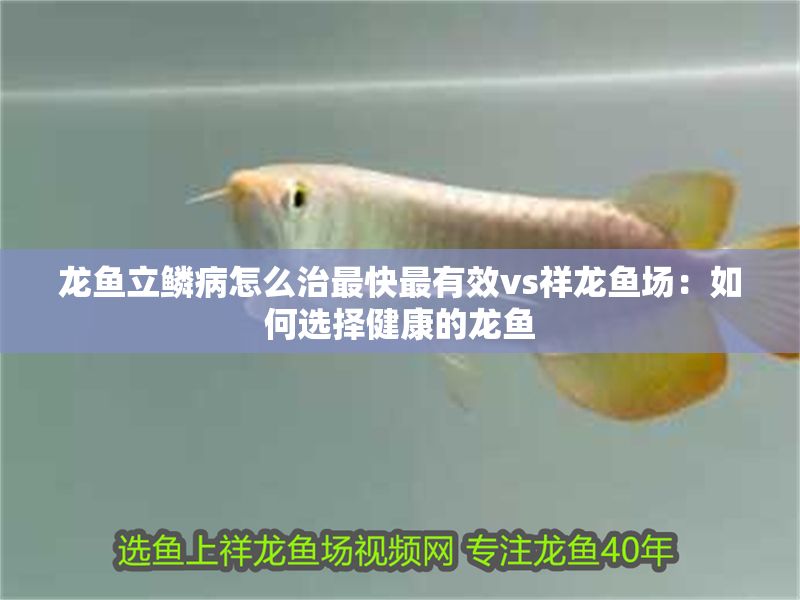 龍魚(yú)立鱗病怎么治最快最有效vs祥龍魚(yú)場(chǎng)：如何選擇健康的龍魚(yú)