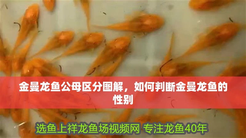 金曼龍魚公母區分圖解，如何判斷金曼龍魚的性別