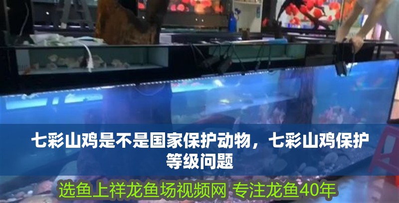 七彩山雞是不是國家保護動物，七彩山雞保護等級問題