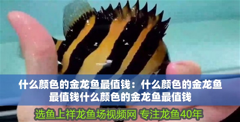 什么顏色的金龍魚最值錢：什么顏色的金龍魚最值錢什么顏色的金龍魚最值錢