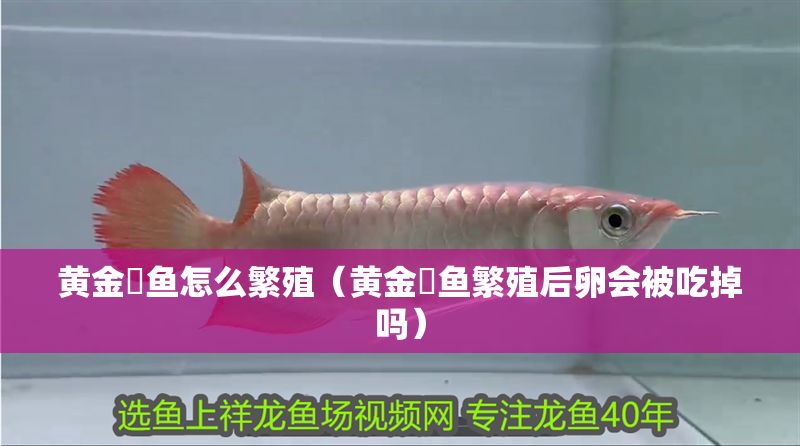 黃金鳉魚怎么繁殖（黃金鳉魚繁殖后卵會被吃掉嗎）