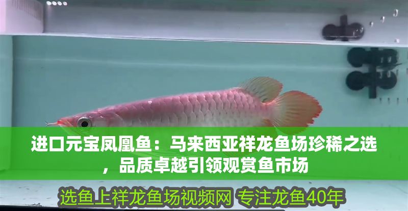 進口元寶鳳凰魚：馬來西亞祥龍魚場珍稀之選，品質卓越引領觀賞魚市場