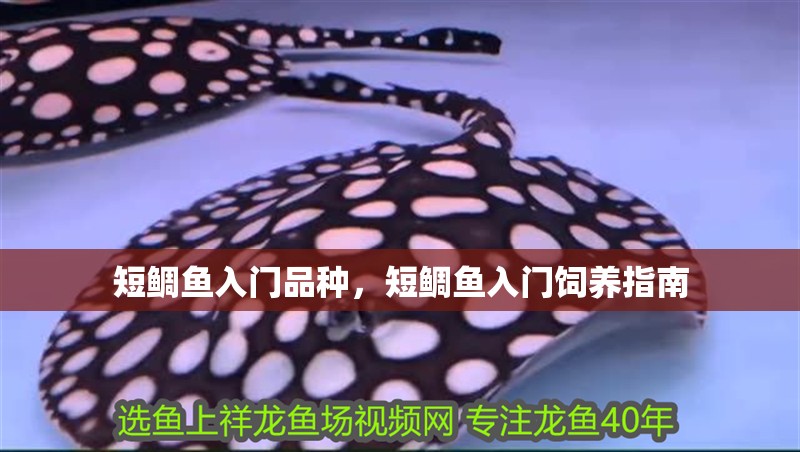 短鯛魚入門品種，短鯛魚入門飼養指南