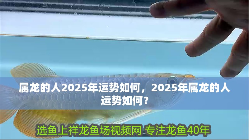 屬龍的人2025年運勢如何，2025年屬龍的人運勢如何？