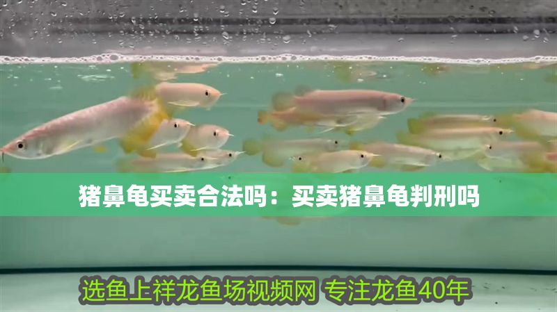 豬鼻龜買賣合法嗎：買賣豬鼻龜判刑嗎