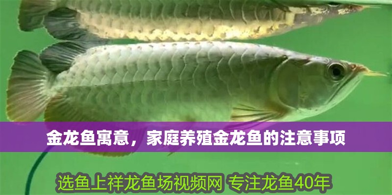 金龍魚寓意，家庭養(yǎng)殖金龍魚的注意事項