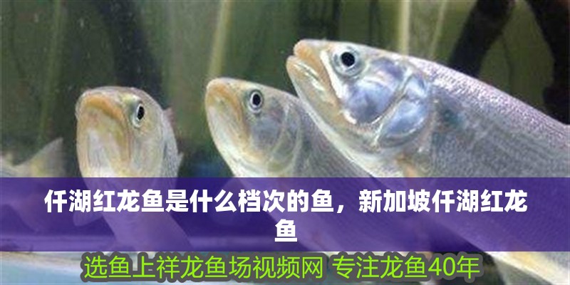 仟湖紅龍魚是什么檔次的魚，新加坡仟湖紅龍魚
