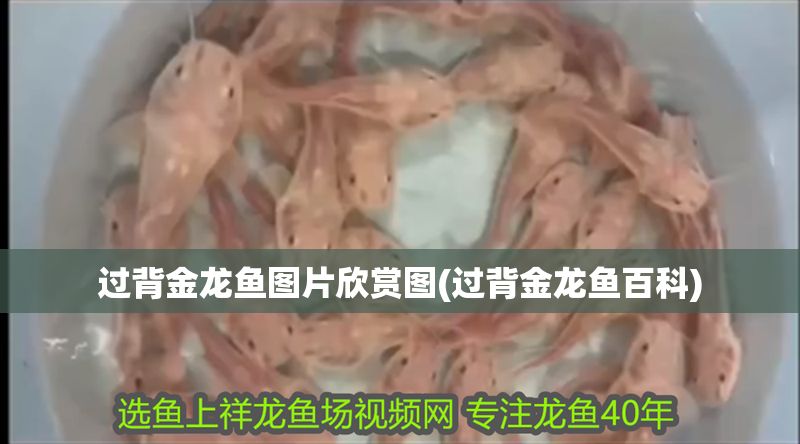 過背金龍魚圖片欣賞圖(過背金龍魚百科)