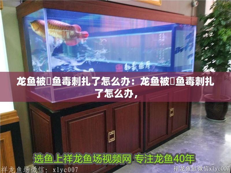 龍魚被魟魚毒刺扎了怎么辦：龍魚被魟魚毒刺扎了怎么辦，