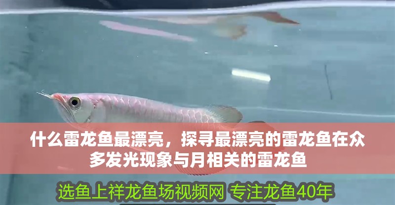 什么雷龍魚最漂亮，探尋最漂亮的雷龍魚在眾多發(fā)光現(xiàn)象與月相關的雷龍魚