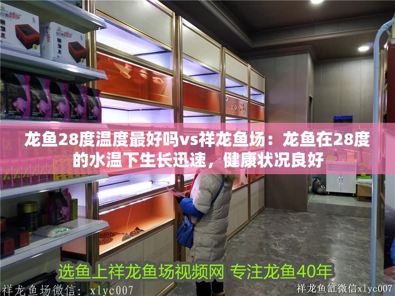 龍魚(yú)28度溫度最好嗎vs祥龍魚(yú)場(chǎng)：龍魚(yú)在28度的水溫下生長(zhǎng)迅速，健康狀況良好