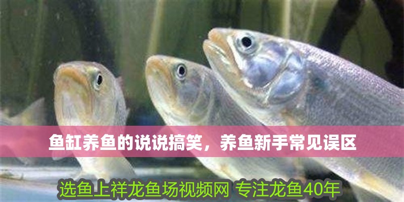 魚缸養(yǎng)魚的說說搞笑，養(yǎng)魚新手常見誤區(qū)