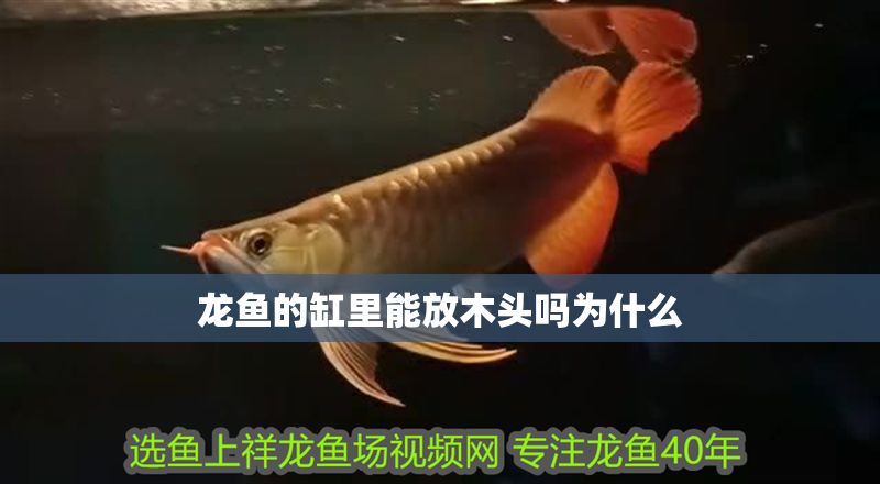 龍魚的缸里能放木頭嗎為什么